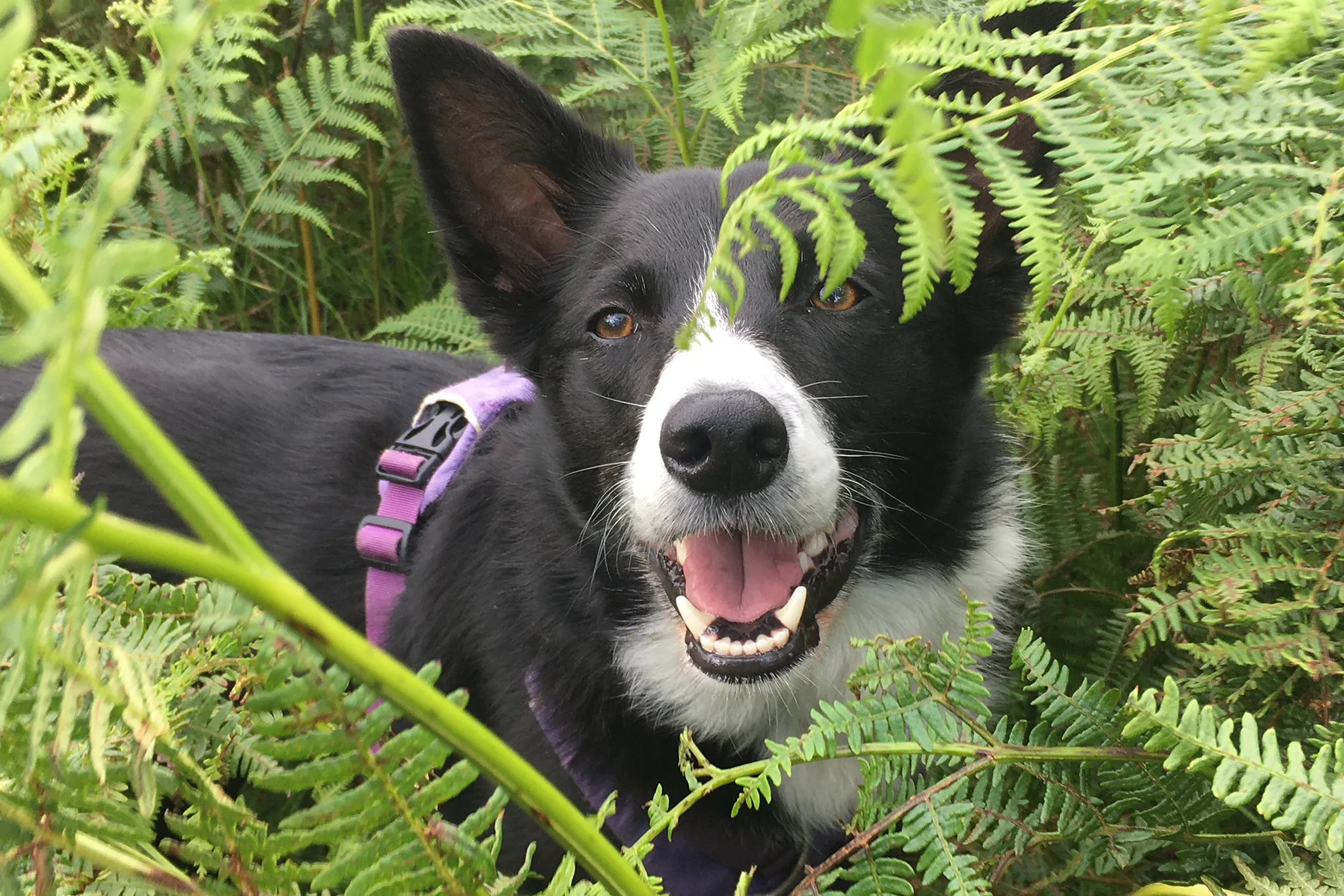 Keeping Your Canine Safe in the Mountains This Summer - RAW Adventures